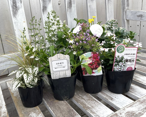 送料込み　アレンジ日本の 花の寄せ植えと　管理番号　16143 送料込み アレンジ日本の 花の寄せ植えと 管理番号 16143 送料