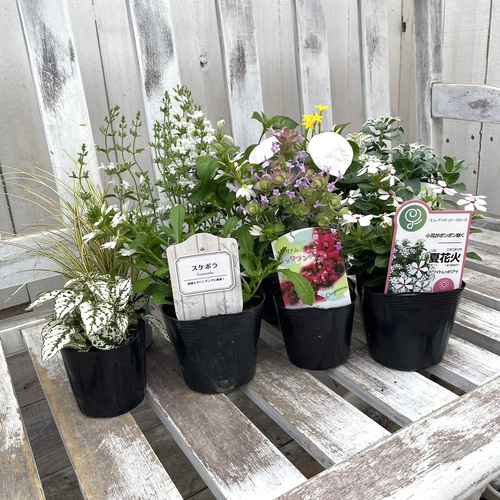 白いお花の寄せ植えセット 『YouTube 6/23 放送内容』寄せ植え
