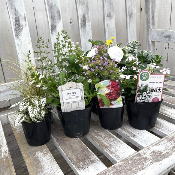 白いお花の寄せ植えセット 『YouTube 6/23 放送内容』寄せ植え 花寄せ