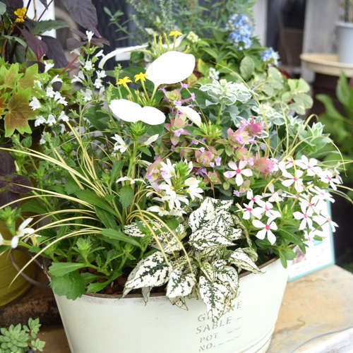 白いお花の寄せ植えセット 『YouTube 6/23 放送内容』寄せ植え 花寄せ