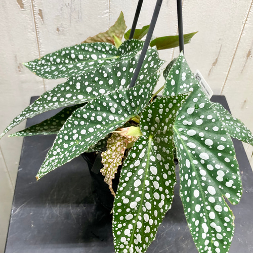 珍種 ベゴニア ホワイトアイス 吊り鉢 その他インテリア雑貨 PLANTS