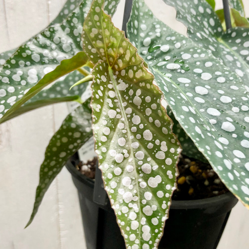 珍種 ベゴニア ホワイトアイス 吊り鉢 その他インテリア雑貨 PLANTS