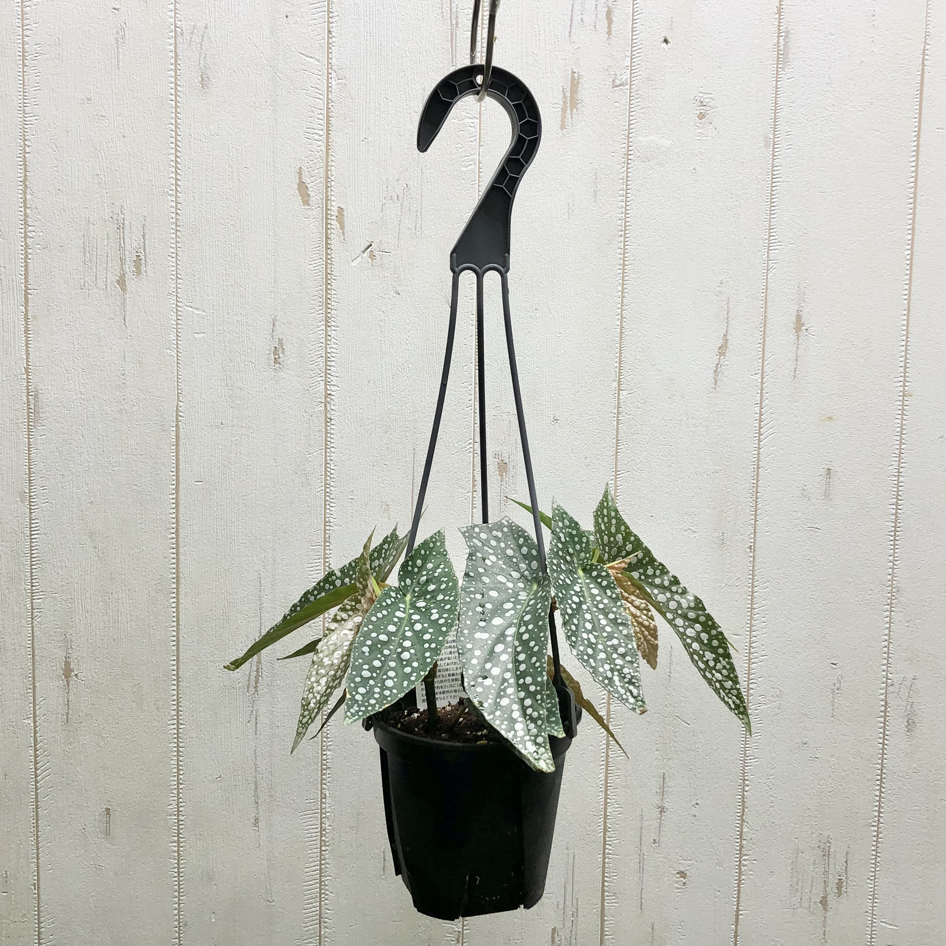 珍種 ベゴニア ホワイトアイス 吊り鉢 その他インテリア雑貨