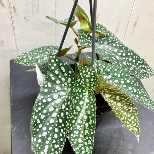 珍種 ベゴニア ホワイトアイス 吊り鉢 その他インテリア雑貨 PLANTS