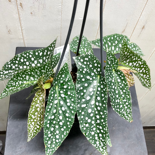 珍種 ベゴニア ホワイトアイス 吊り鉢 その他インテリア雑貨 PLANTS