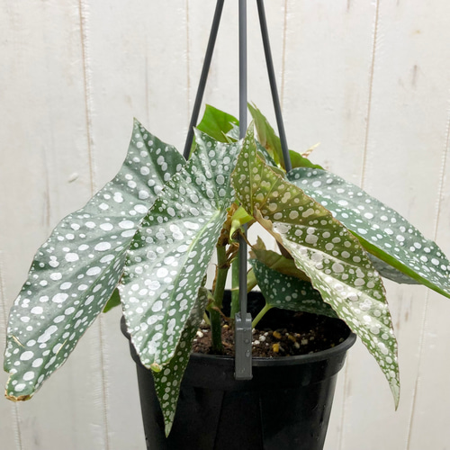 珍種 ベゴニア ホワイトアイス 吊り鉢 その他インテリア雑貨 PLANTS