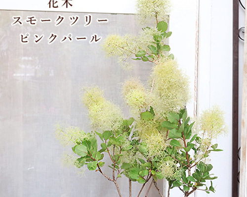 けむりの木 スモークツリー 9号サイズ！