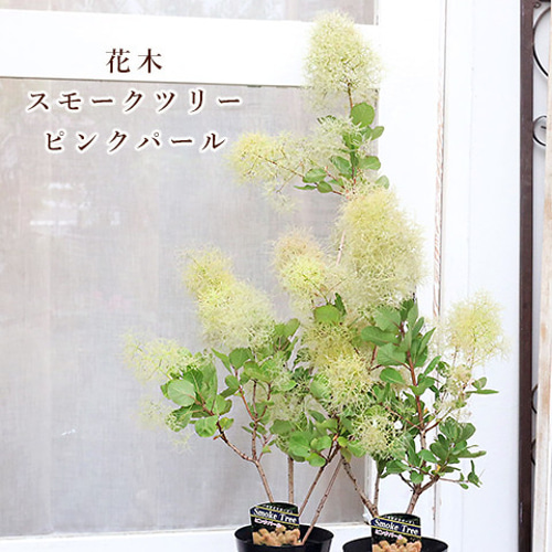 花木苗 スモークツリー ピンクパール 4.5号ポット H80cm けむり