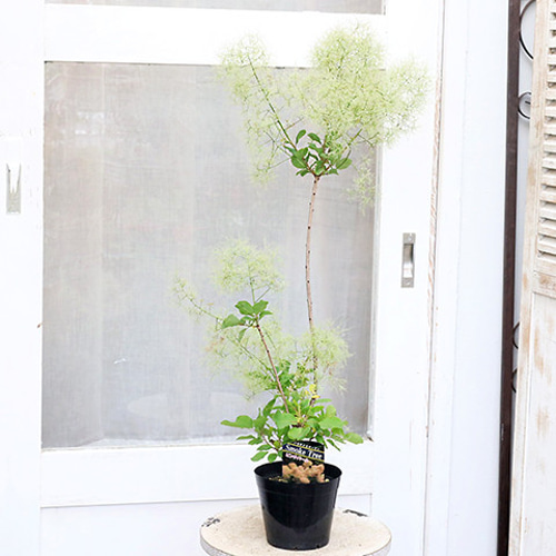 maman⭐︎ けむりの木 スモークツリー 9号サイズ！ けむりの木 『スモークツリー』 希少種 | すべての商品 | | Junk