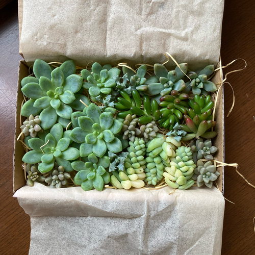 多肉植物 カット苗 セット 色どりいろいろ 詰め合わせ 育てる