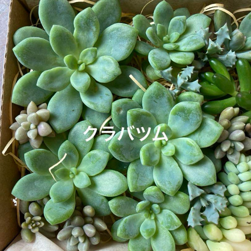 多肉植物 カット苗 セット 色どりいろいろ 詰め合わせ 育てる