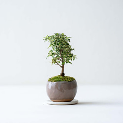 白釉緑彩　花文壷 白鳥花｜茶色のうつわ 盆栽 Sekibokka 通販 17910860｜Creema