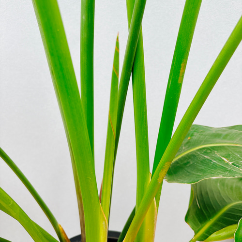 現品］1番 ストレリチアニコライ オーガスタ 10号 尺鉢 観葉植物 大型