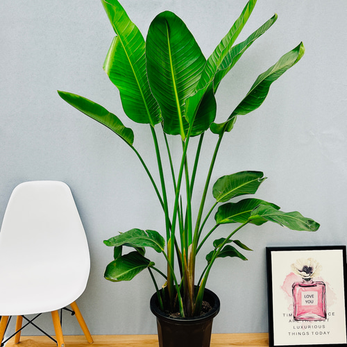 現品］1番 ストレリチアニコライ オーガスタ 10号 尺鉢 観葉植物 大型 室内 おしゃれ 育てやすい 南国風 プラ鉢 その他インテリア雑貨 PF  green☆ 通販｜Creema(クリーマ) 17911960