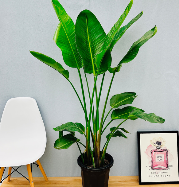 現品］1番 ストレリチアニコライ オーガスタ 10号 尺鉢 観葉植物