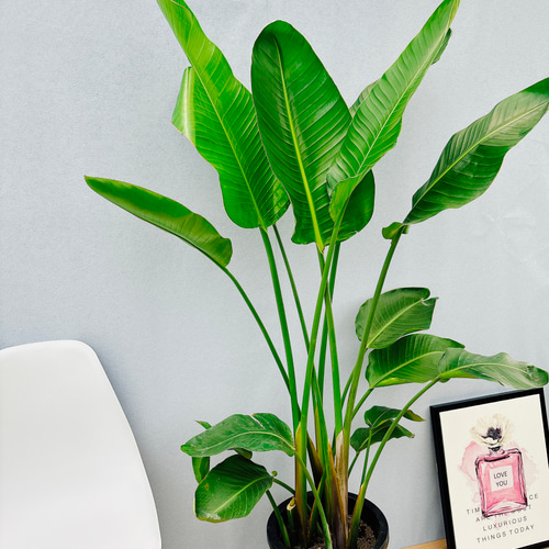 現品］1番 ストレリチアニコライ オーガスタ 10号 尺鉢 観葉植物 大型