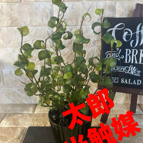 光触媒 人工観葉植物 ウォールグリーン フェイクグリーン ベンジャミン