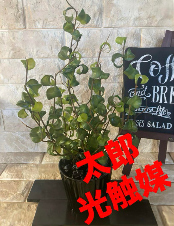 光触媒 人工観葉植物 ウォールグリーン フェイクグリーン