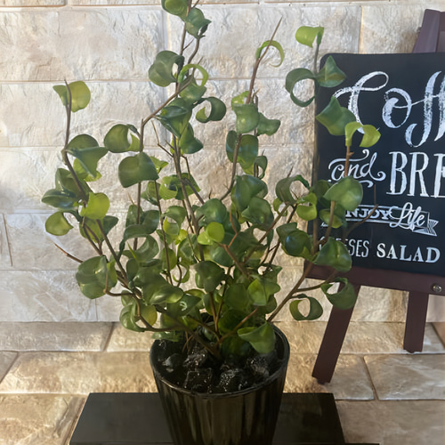 光触媒　人工観葉植物　ウォールグリーン　フェイクグリーン　ベンジャミンバロック@ 光触媒 人工観葉植物 ウォールグリーン フェイクグリーン ベンジャミン