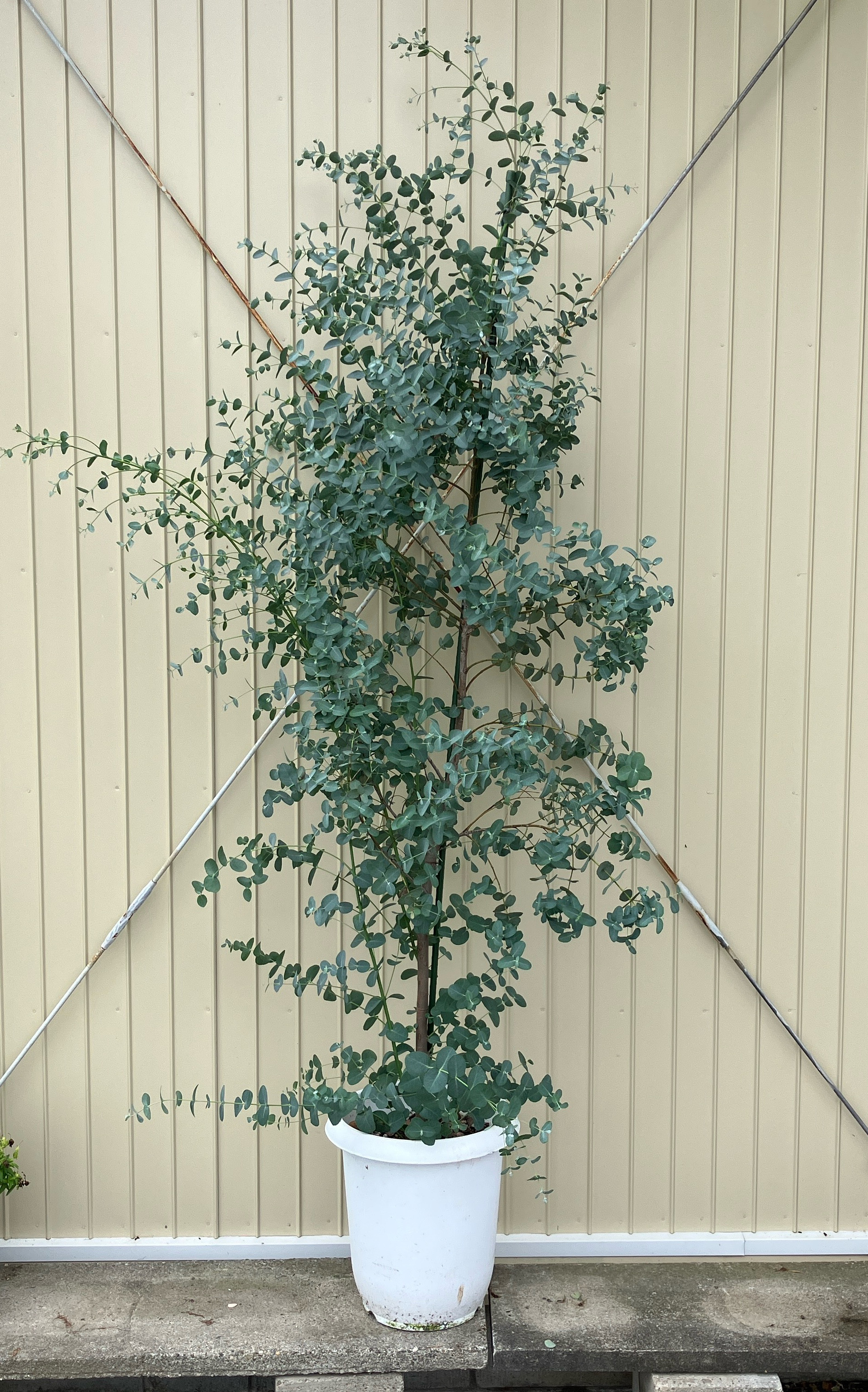 ユーカリ　グニー＊ポポラス＊特大株＊シンボルツリー＊シルバーリーフ＊