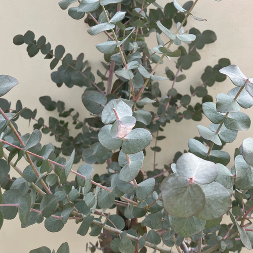 ユーカリ グニー＊ポポラス＊特大株＊シンボルツリー＊シルバーリーフ