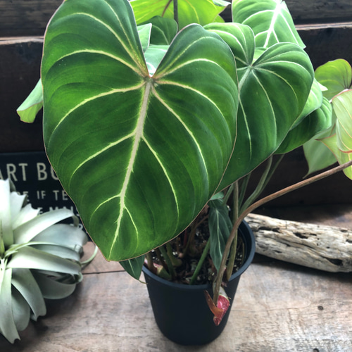 6号♡フィロデンドロン♡グロリオーサム♡可愛い♡観葉植物♡ アート