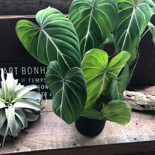 6号♡フィロデンドロン♡グロリオーサム♡可愛い♡観葉植物♡ アート