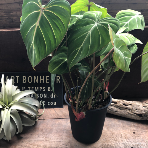 6号♡フィロデンドロン♡グロリオーサム♡可愛い♡観葉植物♡ アート