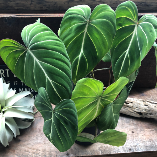 超希少❗️フィロデンドロン グロリオーサム ゼブラ✨ 6号