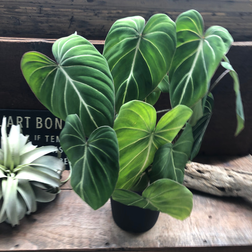 【希少観葉植物】フィロデンドロン グロリオーサム バリエガタ フィロデンドロン・グロリオーサム | 希少植物の販売