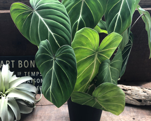 フィロデンドロン カロッスム フィロデンドロン カローサム(Philodendron calossum) | 希少植物の