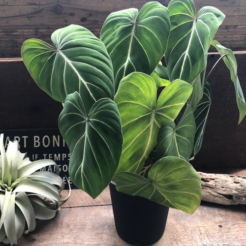 6号♡フィロデンドロン♡グロリオーサム♡可愛い♡観葉植物♡ アート
