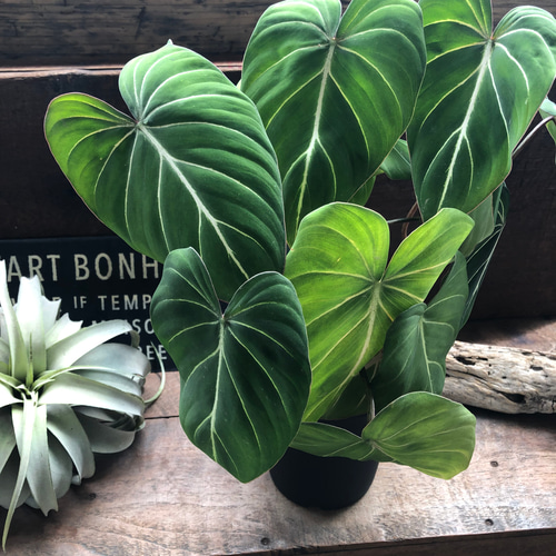 6号♡フィロデンドロン♡グロリオーサム♡可愛い♡観葉植物♡ アート
