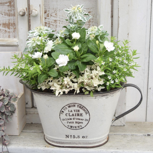 白いお花の寄せ植えセット 『YouTube 6/23 放送内容』寄せ植え 花寄せ