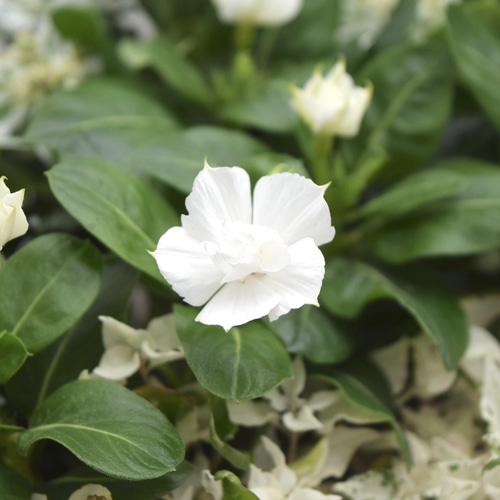 白いお花の寄せ植えセット 『YouTube 6/23 放送内容』寄せ植え 花寄せ