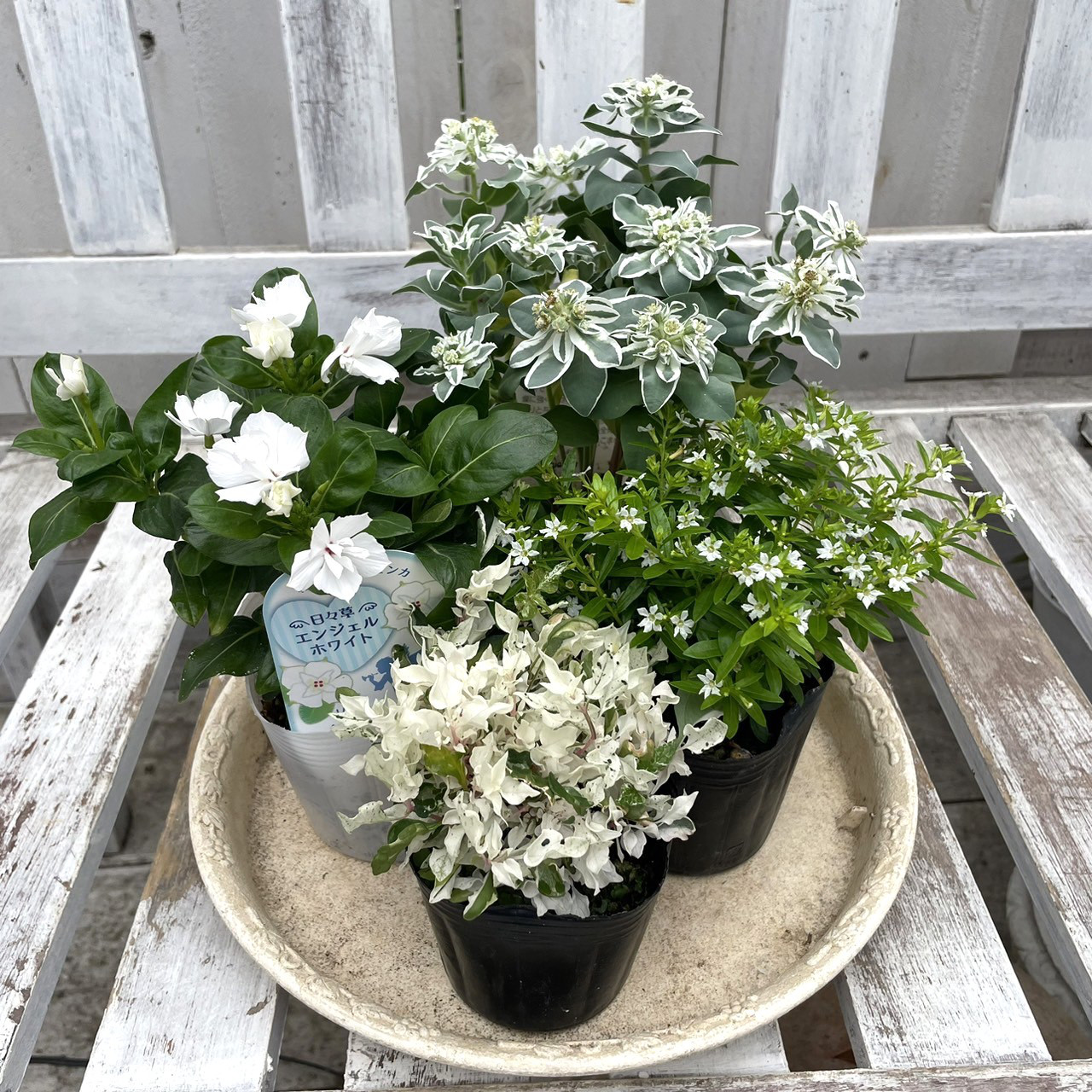 No.343　345 　you　2個セット　寄せ植え　花 　you　2個セット　寄せ植え　花 No.343　345