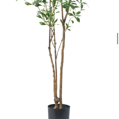 光触媒　人工観葉植物　ウォールグリーン　フェイクグリーン　アセビ210 光触媒 人工観葉植物 ウォールグリーン フェイクグリーン アセビ