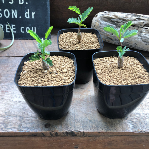 センナ・メリディオナリス 3.5号　塊根植物　コーデックス センナ メリディオナリス♡Senna meridionalis ♡コーデックス