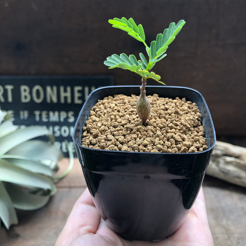 センナ メリディオナリス♡Senna meridionalis ♡コーデックス♡塊根