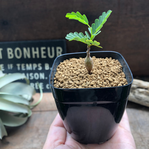 センナ メリディオナリス♡Senna meridionalis ♡コーデックス♡塊根
