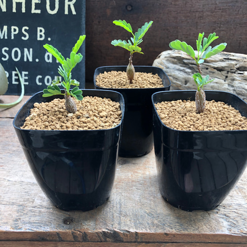 センナ メリディオナリス♡Senna meridionalis ♡コーデックス♡塊根