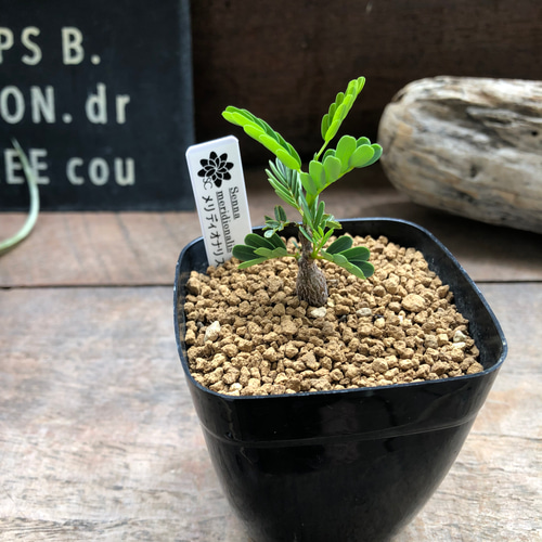 センナ メリディオナリス♡Senna meridionalis ♡コーデックス♡塊根