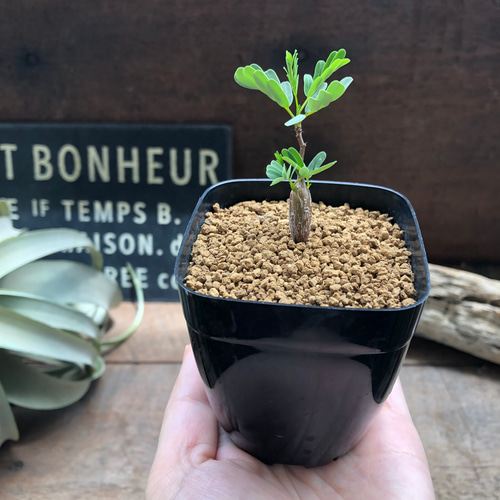 センナ・メリディオナリス 3.5号　塊根植物　コーデックス センナ：メリディオナリス 3.5号25-03* の通販 | 園芸ネット