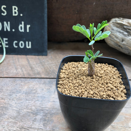 センナ メリディオナリス♡Senna meridionalis ♡コーデックス♡塊根