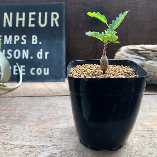 センナ メリディオナリス♡Senna meridionalis ♡コーデックス♡塊根