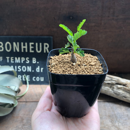 センナ メリディオナリス♡Senna meridionalis ♡コーデックス♡塊根