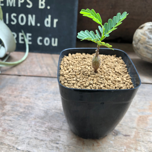 センナ・メリディオナリス 3.5号　塊根植物　コーデックス センナ：メリディオナリス 3.5号25-03* の通販 | 園芸ネット