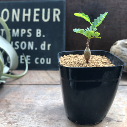 センナ メリディオナリス♡Senna meridionalis ♡コーデックス