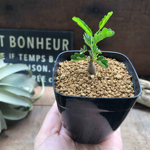 センナ メリディオナリス ザ・ファームセレクト]センナ：メリディオナリス 3号25-05 の