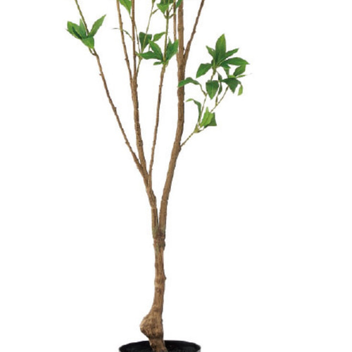 光触媒　人工観葉植物　ウォールグリーン　フェイクグリーン　アセビ150 光触媒 人工観葉植物 ウォールグリーン フェイクグリーン アセビ